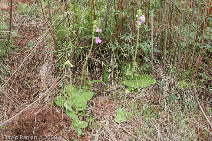 <i>Primula blattariformis </i>