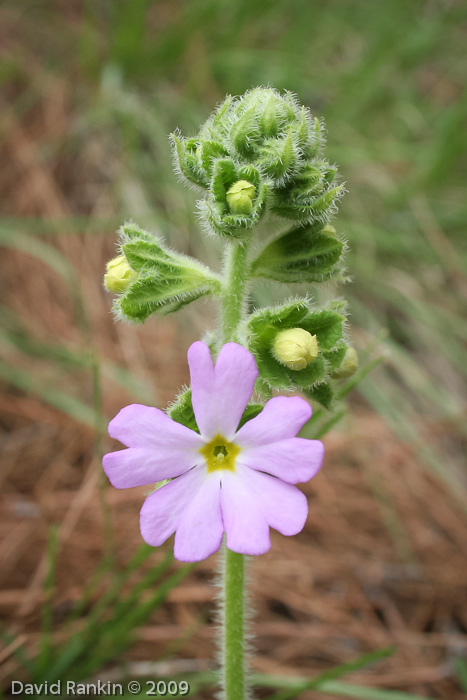 <i>Primula blattariformis </i>