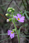 <i>Primula blattariformis </i>