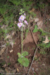 <i>Primula blattariformis </i>