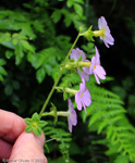 <i>Primula blattariformis </i>