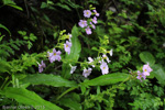 <i>Primula blattariformis </i>