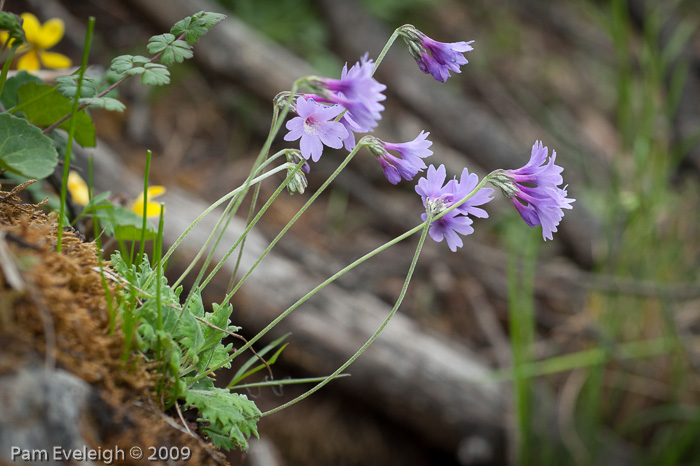 <i>Primula blinii </i>