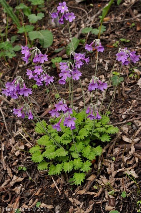 <i>Primula blinii </i>