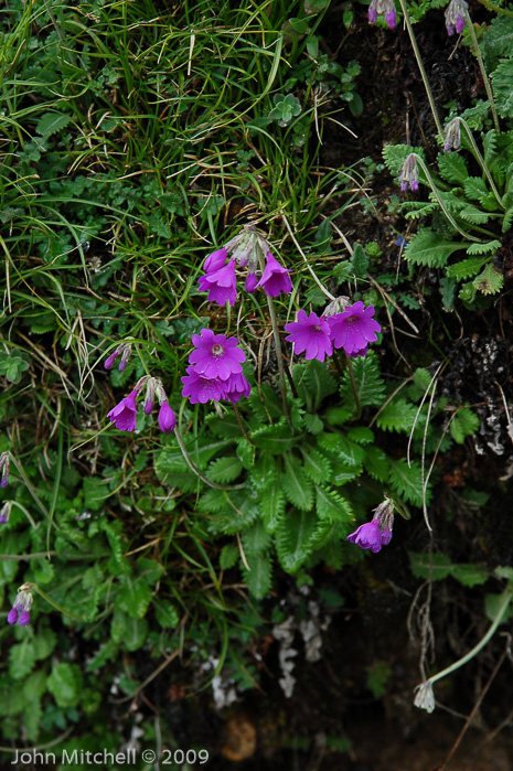 <i>Primula blinii </i>