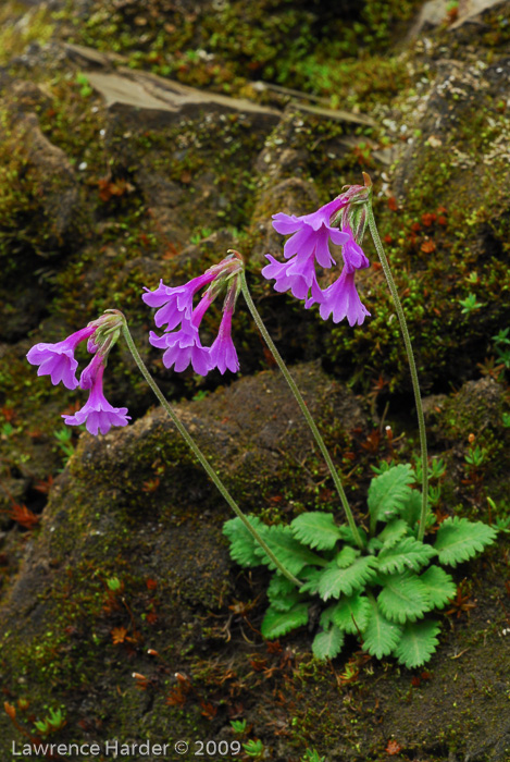 <i>Primula blinii </i>