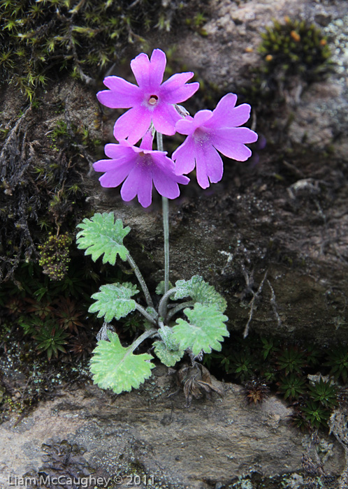 <i>Primula blinii </i>