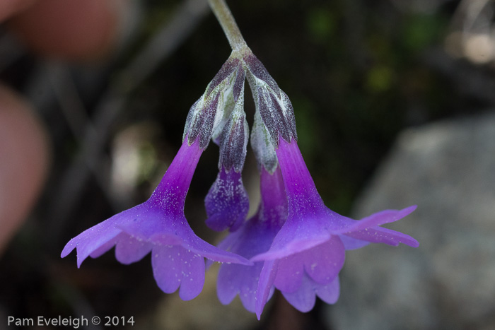 <i>Primula blinii </i>