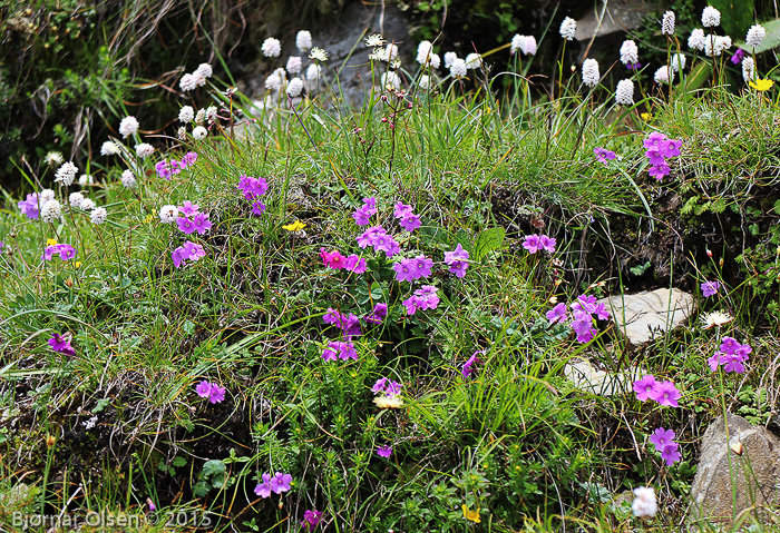 <i>Primula blinii </i>