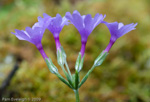 <i>Primula blinii </i>