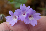 <i>Primula blinii </i>