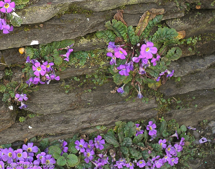 <i>Primula boothii subsp. autumnalis </i>