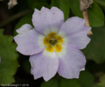 <i>Primula boothii subsp. repens </i>