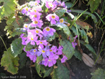 <i>Primula boothii subsp. autumnalis </i>