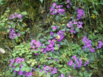 <i>Primula boothii subsp. autumnalis </i>