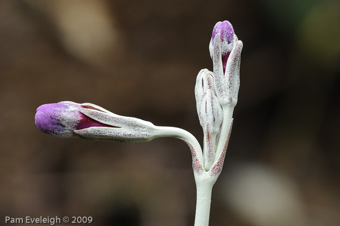 <i>Primula boreiocalliantha </i>