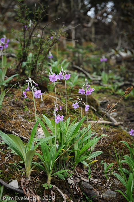 <i>Primula boreiocalliantha </i>