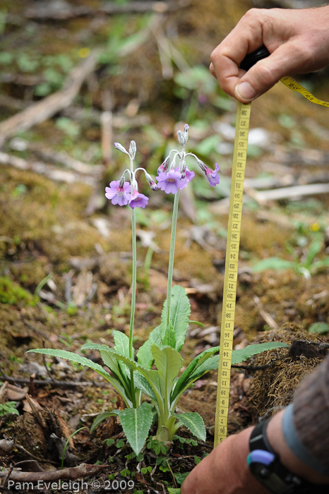 <i>Primula boreiocalliantha </i>
