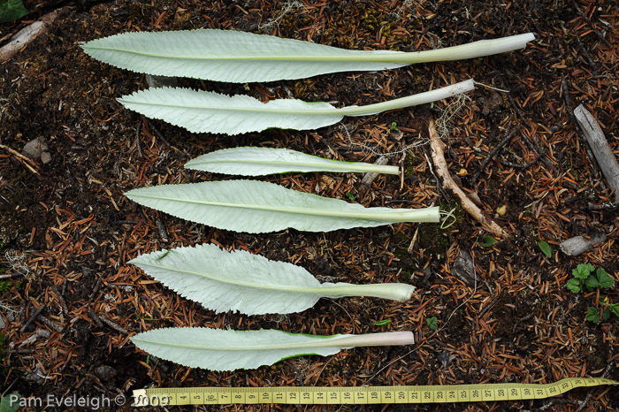 <i>Primula boreiocalliantha </i>