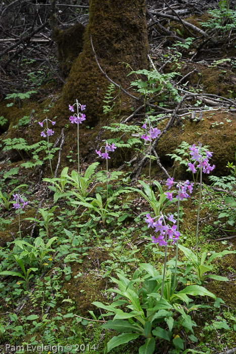 <i>Primula boreiocalliantha </i>