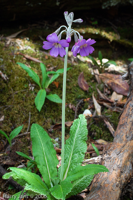 <i>Primula boreiocalliantha </i>