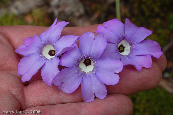 <i>Primula boreiocalliantha </i>