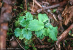 <i>Primula boreiocalliantha </i>