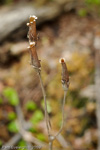 <i>Primula boreiocalliantha </i>