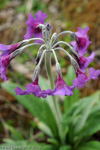 <i>Primula boreiocalliantha </i>