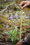 <i>Primula boreiocalliantha </i>