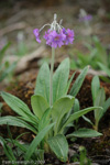 <i>Primula boreiocalliantha </i>