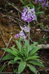 <i>Primula boreiocalliantha </i>