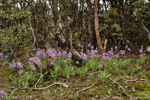 <i>Primula boreiocalliantha </i>