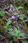 <i>Primula boreiocalliantha </i>