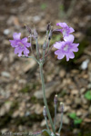 <i>Primula boreiocalliantha </i>