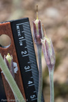 <i>Primula boreiocalliantha </i>