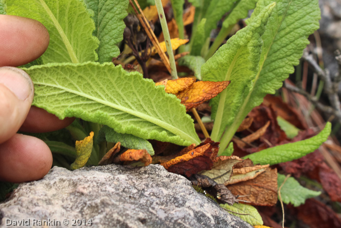 <i>Primula bullata var. bullata </i>