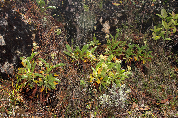 <i>Primula bullata var. bullata </i>