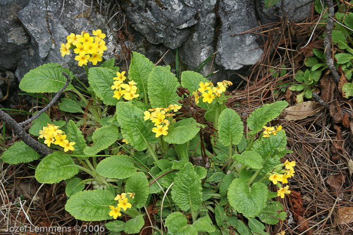 <i>Primula bullata var. forrestii </i>