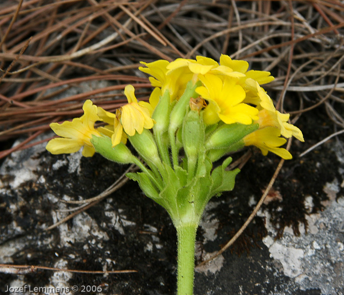 <i>Primula bullata var. forrestii </i>