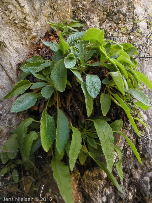 <i>Primula bullata var. bracteata </i>