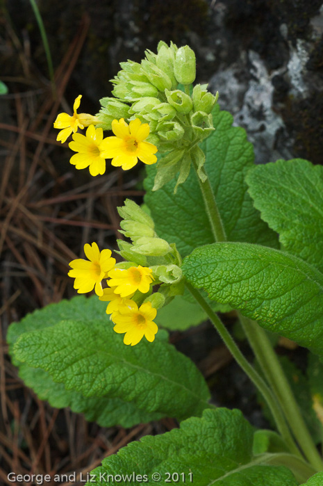 <i>Primula bullata var. forrestii </i>