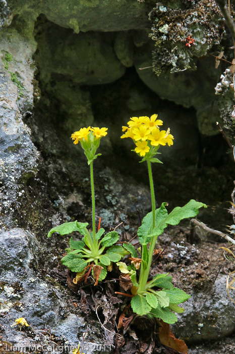 <i>Primula bullata var. forrestii </i>