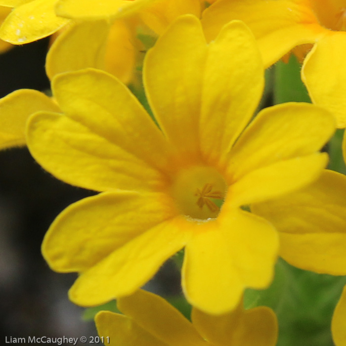 <i>Primula bullata var. forrestii </i>