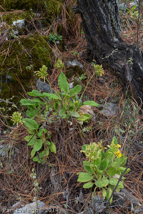 <i>Primula bullata var. forrestii </i>