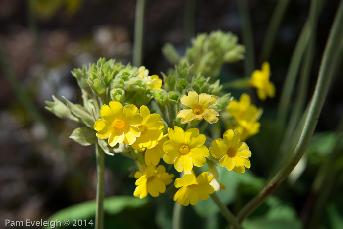 <i>Primula bullata var. delavayi </i>