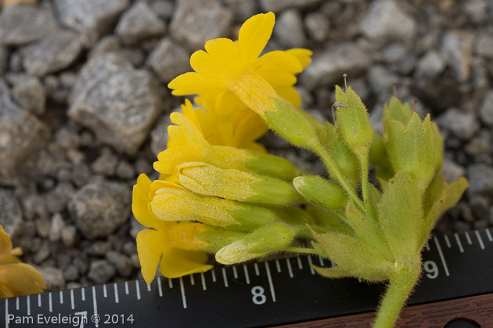 <i>Primula bullata var. delavayi </i>