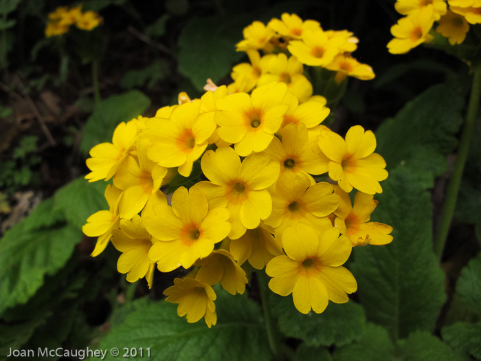 <i>Primula bullata var. forrestii </i>