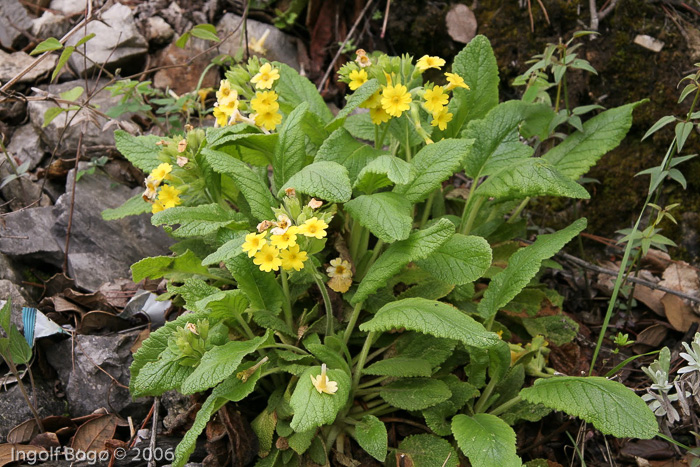 <i>Primula bullata var. forrestii </i>