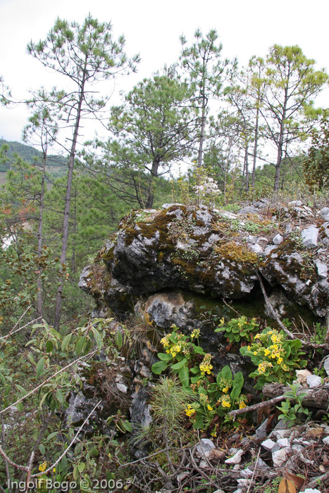 <i>Primula bullata var. forrestii </i>